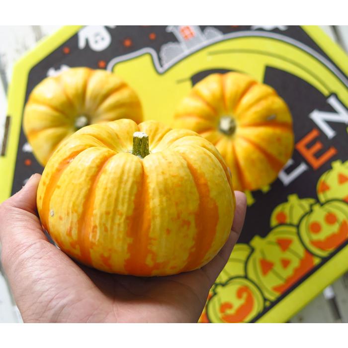 ハロウィン用 本物 生カボチャ 鑑賞用『プッチーニ(直径約7-12cm』顔の